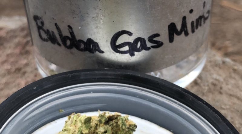 bubba gas mints by amplified farms strain review by caleb chen 2
