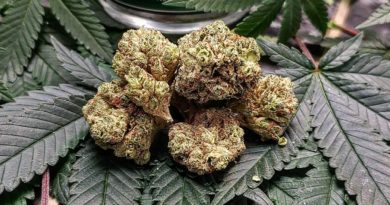 chem de la chem by bedford grow strain review by theweedadvocate