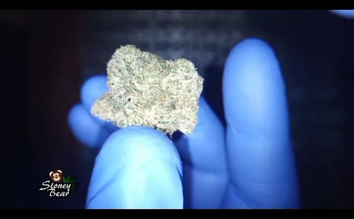 cocoa dulce by 3c farms strain review by stoneybearreviews