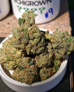 gelato 41 bx x jealousy #9 by michigrown strain review by theweedadvocate