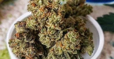 gmo cookies by pts pure strain review by theweedadvocate