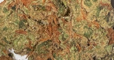 gmo x rootbeer by the humble cultivator strain review by sjweedreview