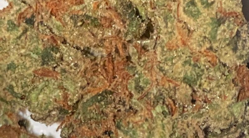 gmo x rootbeer by the humble cultivator strain review by sjweedreview