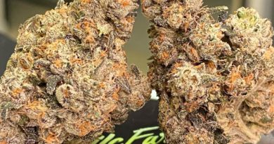 horchata by 9 mile farm strain review by cali_bud_reviews 2