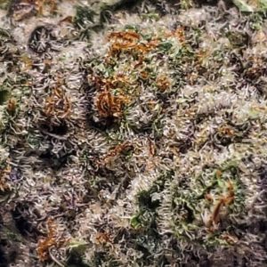 lemon sugar by cresco strain review by theweedadvocate 2