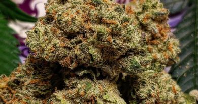 lilac cookies bx2 by nuera strain review by theweedadvocate