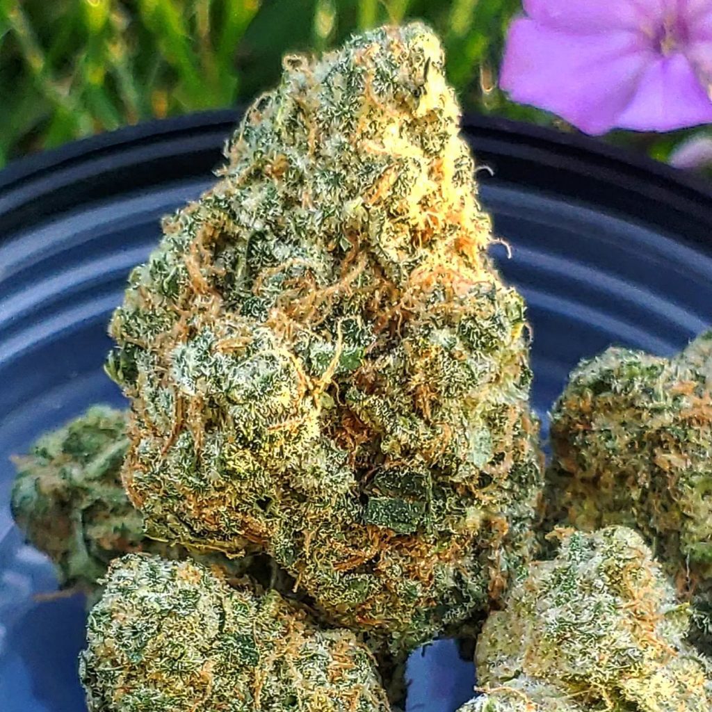 Cultivar Review Morning Dew by FloraCal Farms (Cresco) The Highest
