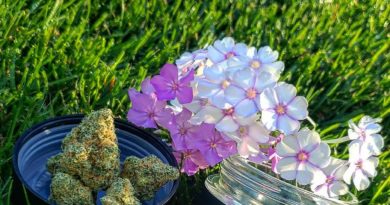 morning dew by floracal cresco strain review by theweedadvocate