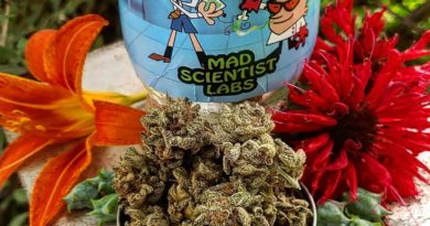 nfsheesh by mad scientist labs strain review by theweedadvocate