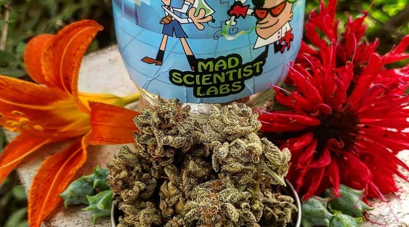 nfsheesh by mad scientist labs strain review by theweedadvocate