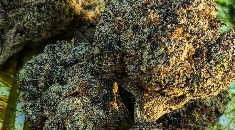 roxanne by logan local strain review by theweedadvocate