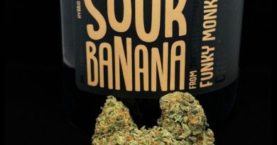sour banana from funky monkey strain review by illinois_cannabis_reviews