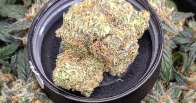 space donkey by revolution cannabis strain review by theweedadvocate