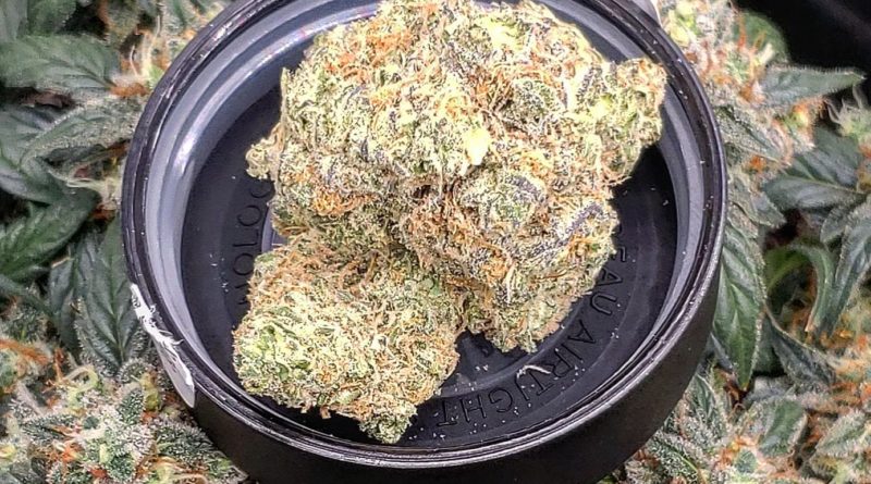 space donkey by revolution cannabis strain review by theweedadvocate