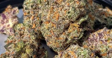 suga king by tyson 2.0 strain review by theweedadvocate