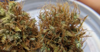 Grow Panama Red feminized strain weed online - the UK - Cheap