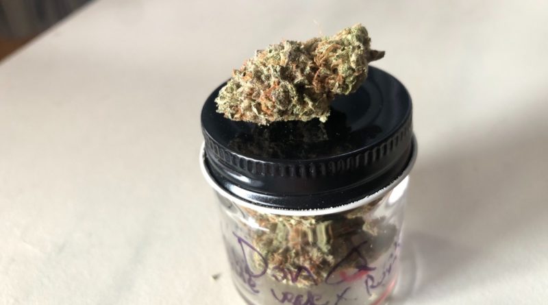 don quixote by rose gardens strain review by caleb chen 2