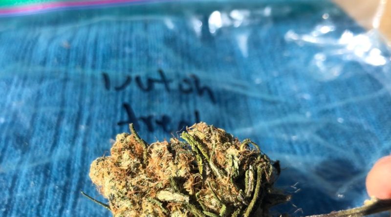 dutch treat by wood wide farms strain review by caleb chen