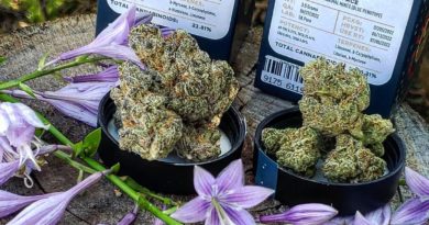 fig farms blue face vs figment strain review by theweedadvocate