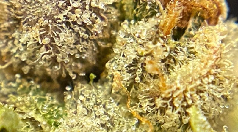 fuzzy melon rd by team elite genetics strain review by cali_bud_reviews 2