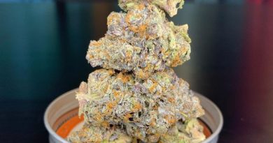 gelato 41 by trichome farms strain review by pnw_chronic