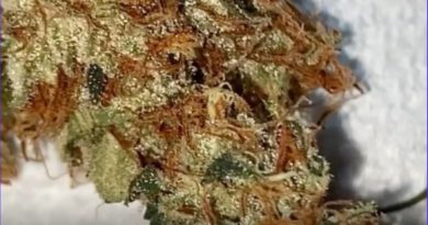 haley's comet by white rabbit farm strain review by burlandoelsystema