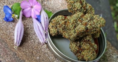 hyper fuel by grady brown's garden strain review by theweedadvocate