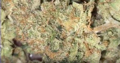 jokerz candy by jah apothecary strain review by burlandoelsystema