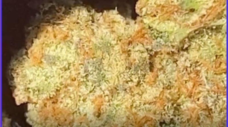 lulu lemons by anti mids club strain review by burlandoelsystema