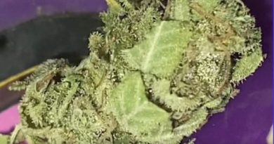 piff s2 by piffanomics strain review by burlandoelsystema