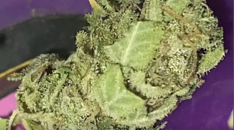 piff s2 by piffanomics strain review by burlandoelsystema