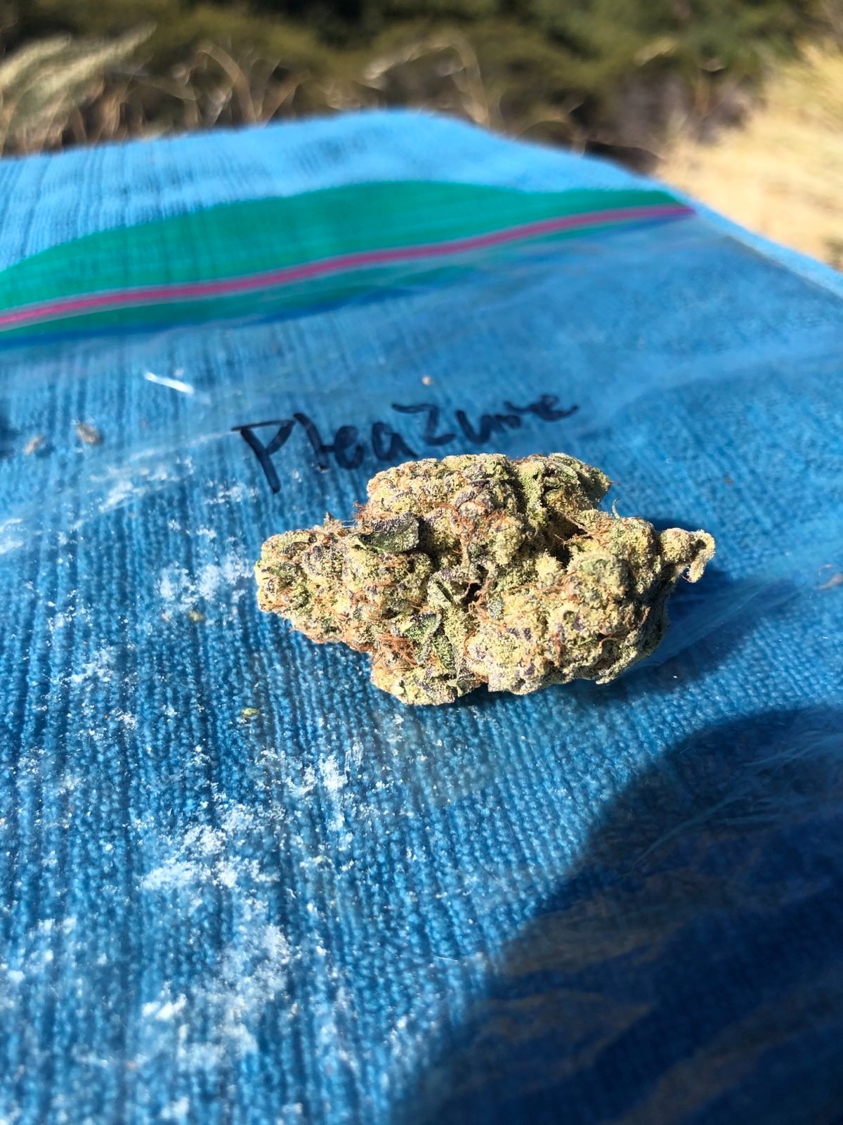 pleazure by wood wide farms strain review by caleb chen