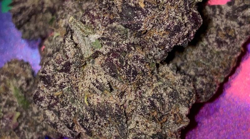 prickly pear by turtle pie co strain review by dopamine