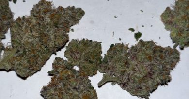 sherb cake by higher growth gardens strain review by pressurereviews