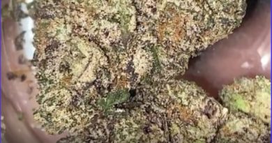 sherb cream pie by jah apothecary strain reviewby burlandoelsystema