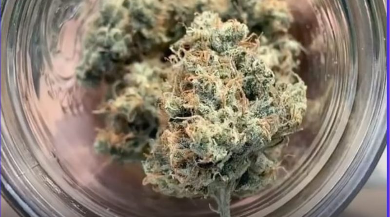 sour by bronson farms strain review by burlandoelsystema