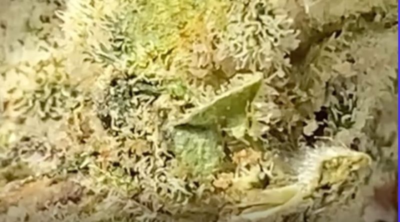 sour candy from doja pak strain review by burlandoelsystema