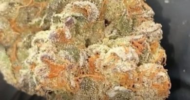 starcab by loyalty7_icmag strain review by burlandoelsystema