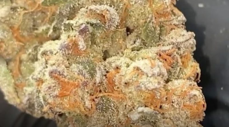 starcab by loyalty7_icmag strain review by burlandoelsystema