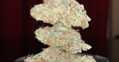 strawberries n cream by white wolf cannabis strain review by pnw_chronic 2