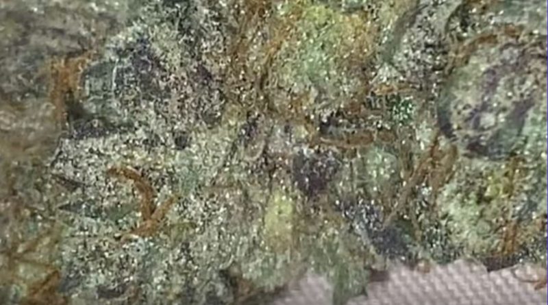 strawberry fresca #2 by fog valley exotics strain review by burlandoelsystea