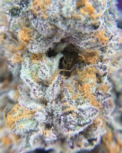 tenacious #8 by luvli strain review by pnw_chronic 2