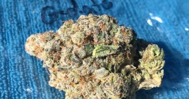 tropical gelato by wood wide farms strain review by caleb chen