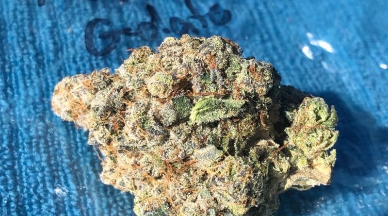 tropical gelato by wood wide farms strain review by caleb chen