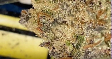 white truffles by clear vision farms strain review by burlandoelsystema