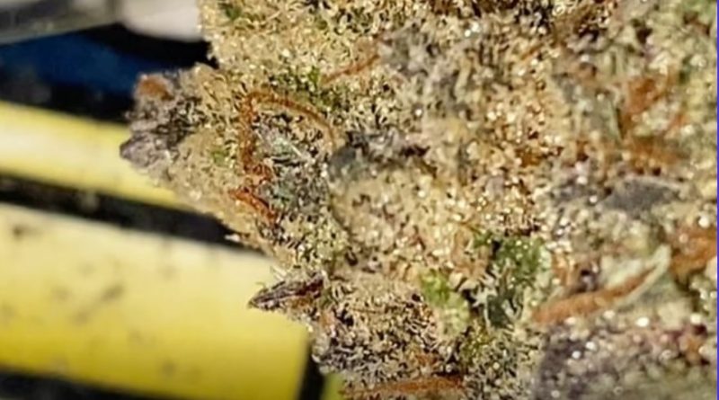 white truffles by clear vision farms strain review by burlandoelsystema