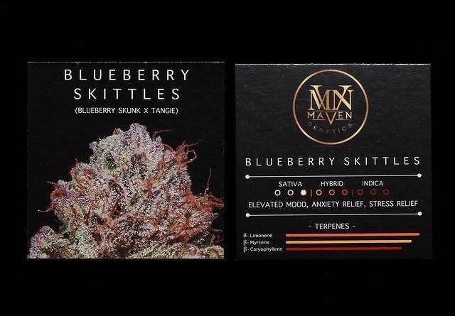 blueberry skittles by maven genetics strain review by ogweedreview