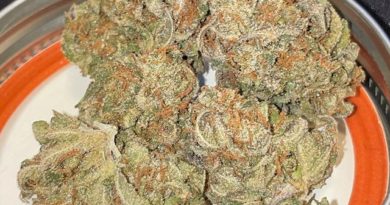 blues brothers by seedsintoweeds strain review by toptierterpsma