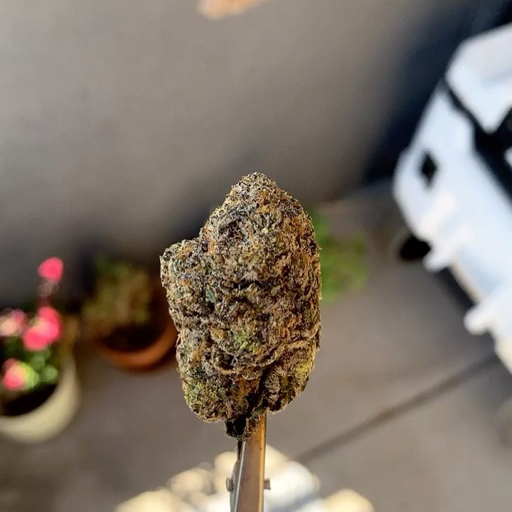 Strain Review Cereal Milk from Cookies Mission Valley The Highest Critic
