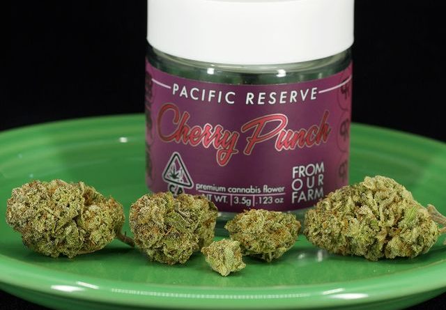cherry punch by pacific reserve strain review by ogweedreview
